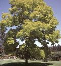 Freeman Maple 